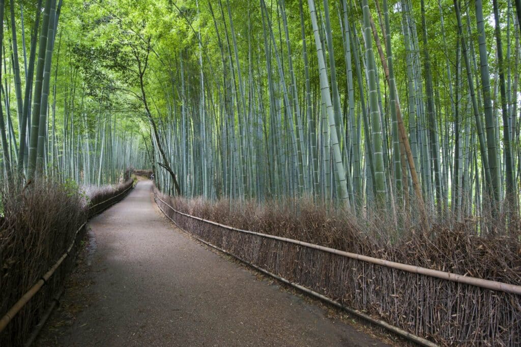 Bamboo Bliss: Arashiyama Grove Wanderlust