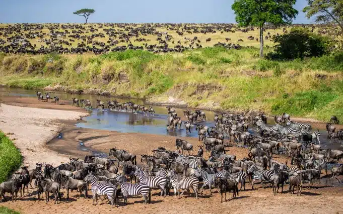 Get on a Bucket List Travel Adventure: Witnessing the Serengeti Migration 
