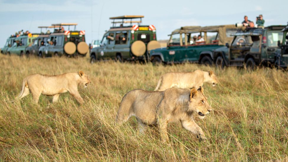 Safari in the Maasai Mara