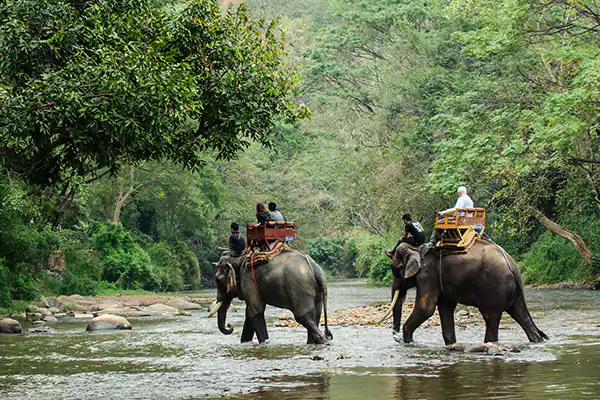 A view of people riding elephants in water in a forest