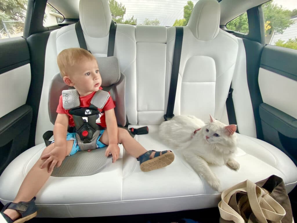 a baby boy in a car seat and the cat sitting