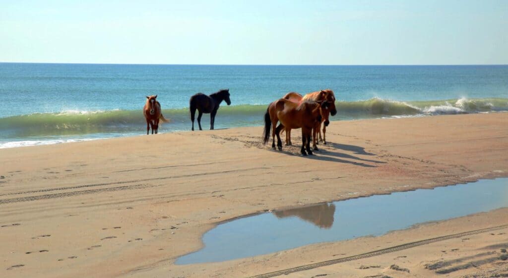 the horses are standing at the Outer Banks North Carolina