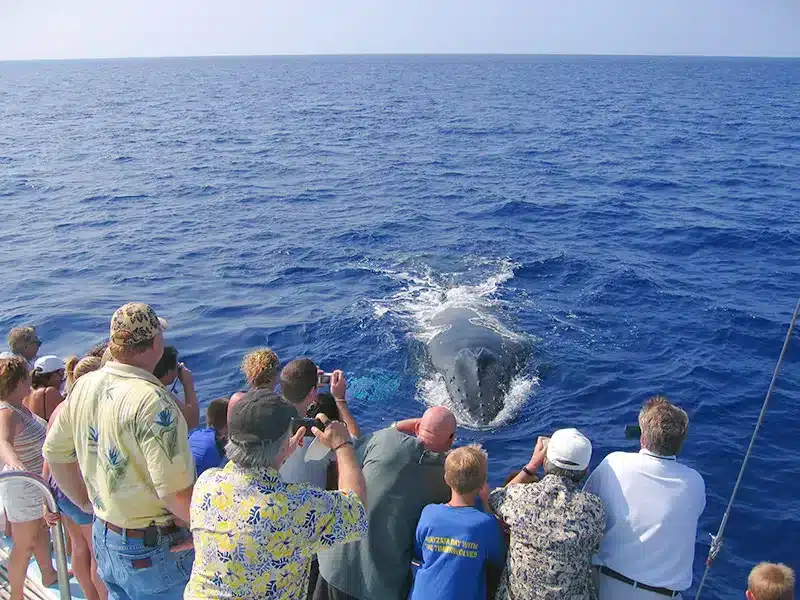 Kohala Whale Watching Tour by Ocean Sports in hawaii