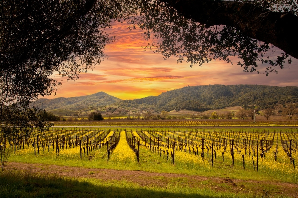 Napa Valley Vineyards And Mustard In Spring And Beautiful Sunset