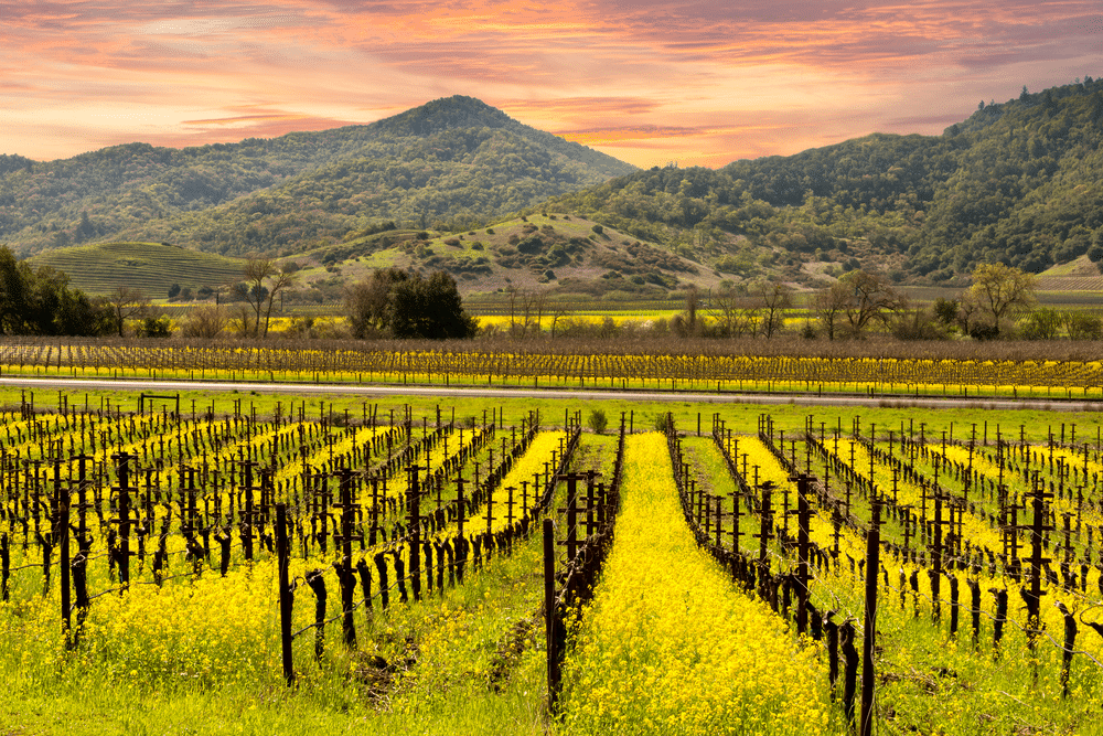 beautiful view of napa valley 