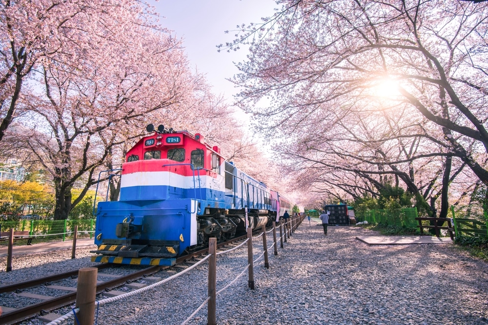 Beautiful Cherry Blossoms In The Spring Of South Korea At